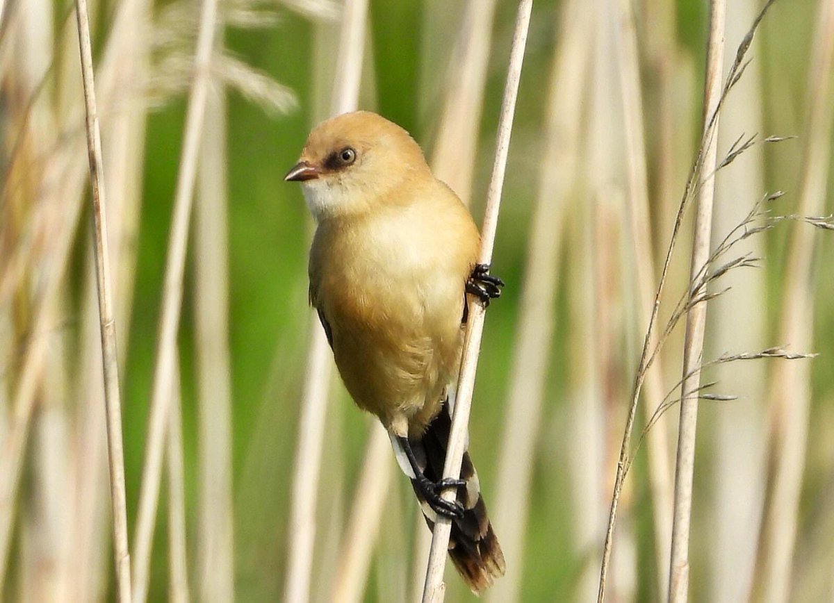 Radipole RSPB this morning , Bearded Tits ( juveniles )