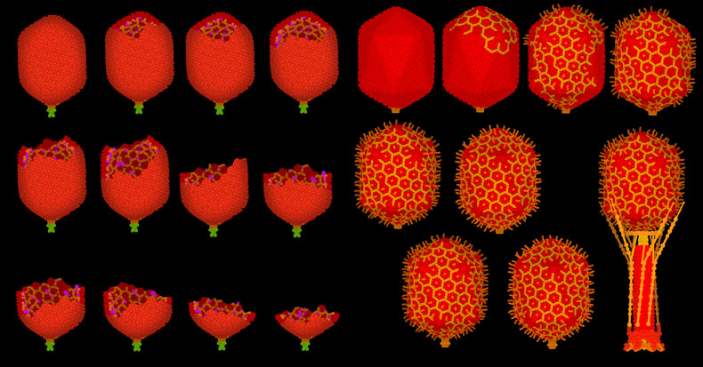 dsgoodsell's tweet image. Found some time today to work on the new illustration--here's a gallery of T4 in many stages of the life cycle, drawn at 1 pixel per nanometer. Now I need to drop them into the cells.