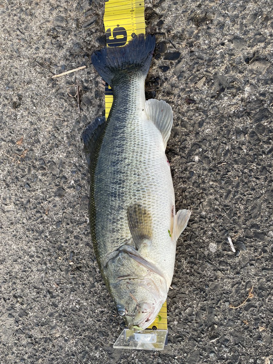 D_JB23's tweet photo. 来たーーー朝イチロクマルーーー🎣🐟

#琵琶湖
#北湖 https://t.co/eVWGXEWgmL