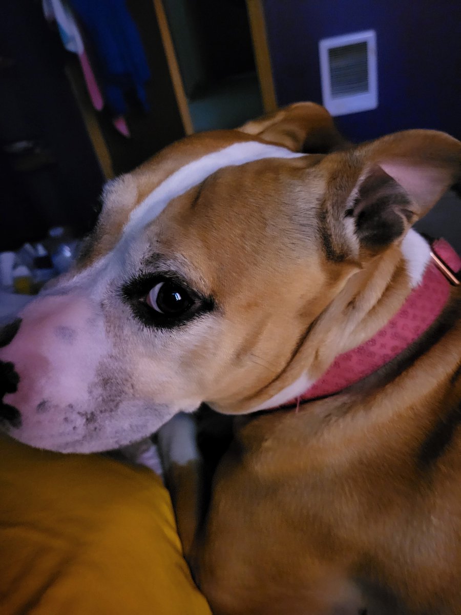 Guess who ended going to the ER last night!!!...Me! Yippee! I'm alright though, i'm back home with even more meds to take, because yesterday my body decided to attack me.But I'm just happy I'm back and stable enough for my birthday tomorrow. 

Here is my doggie again :)