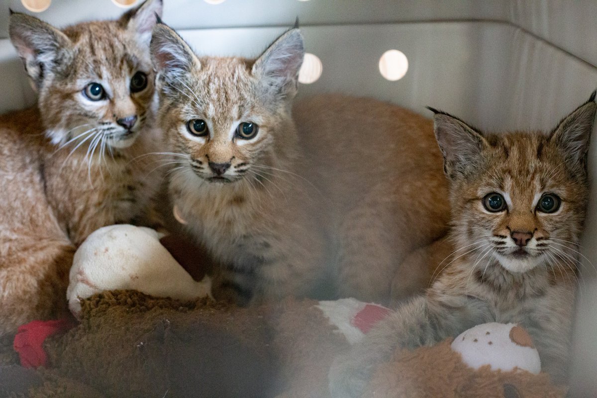 mitchellbyars's tweet photo. @Greenwood_CO @BldrCOSheriff More baby bobcat photos, because why not. Also, wildlife officers are looking for a fifth kitten in the Louisville area, so if you see it give animal control a call. Definitely don't pet it. Even though it is cute. https://t.co/HPMLFi1Xz2