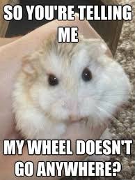 Gattusocrypto's tweet photo. @whyillbedamned $PETA https://t.co/WpZTEUerxc
