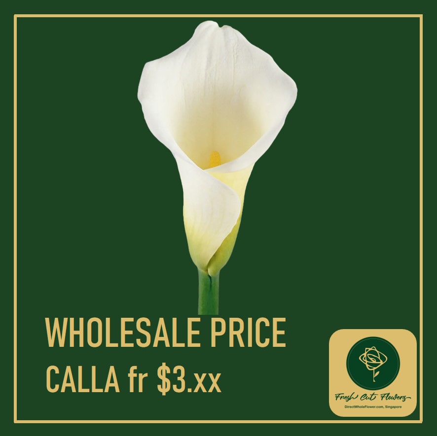 dwfgroup's tweet photo. The Elegant Deal in Singapore

Buy Callla at Wholesale Prices, our selection of wholesale cut Calla Lilies available for delivery to Singapore, no minimum order. Price from from $3.xx

Quote of the day:
“Love is the flower you’ve got to let grow.” - John Lennon ” https://t.co/ZG4nE1LmoO
