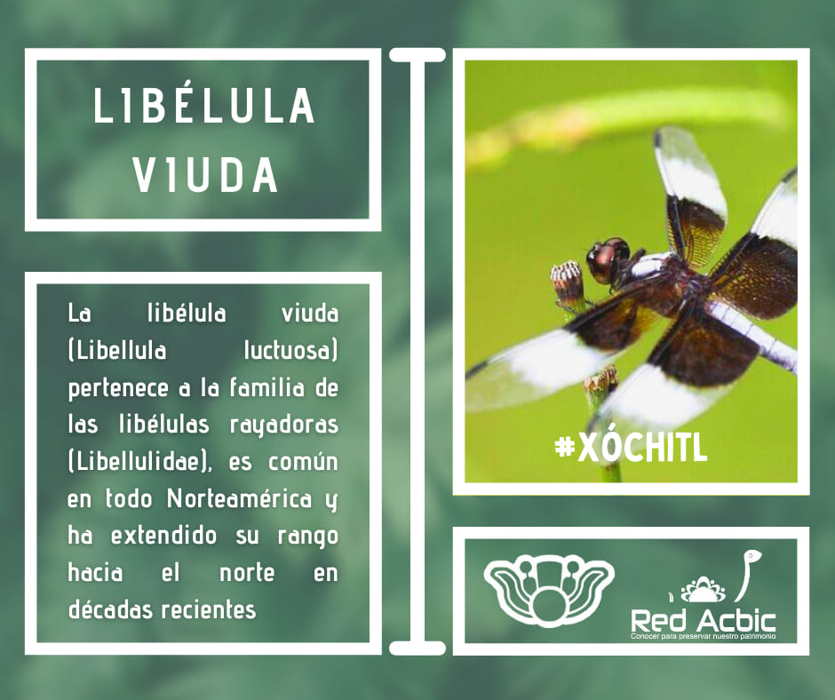 RedACBIC's tweet photo. ¿Conoces estos increíbles #insectos?
#Xóchitl #ConocerParaPreservar #RedACBIC 🌾🐝💦
🌐🍃 Conoce más y súmate: https://t.co/rZn2H5HNMz https://t.co/cJfjZUwwoY