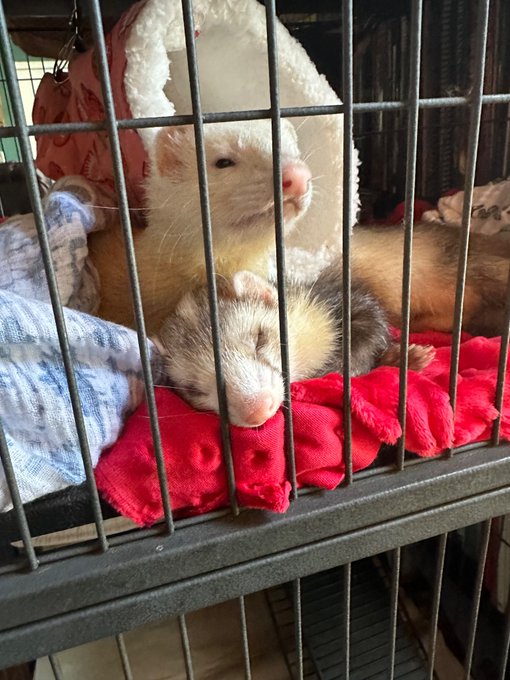 I wanted to adopt 2 old ferrets. My 2nd husband did not want me to adopt ferrets. I adopted 2 old-ass<a href="/tag/freedom"class="tags"><span>#freedom</span></a><a href="/tag/truelove"class="tags"><span>#truelove</span></a><a href="/tag/murica"class="tags"><span>#murica</span></a>