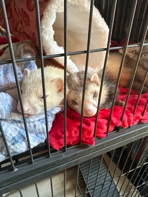 I wanted to adopt 2 old ferrets. My 2nd husband did not want me to adopt ferrets. I adopted 2 old-ass<a href="/tag/freedom"class="tags"><span>#freedom</span></a><a href="/tag/truelove"class="tags"><span>#truelove</span></a><a href="/tag/murica"class="tags"><span>#murica</span></a>