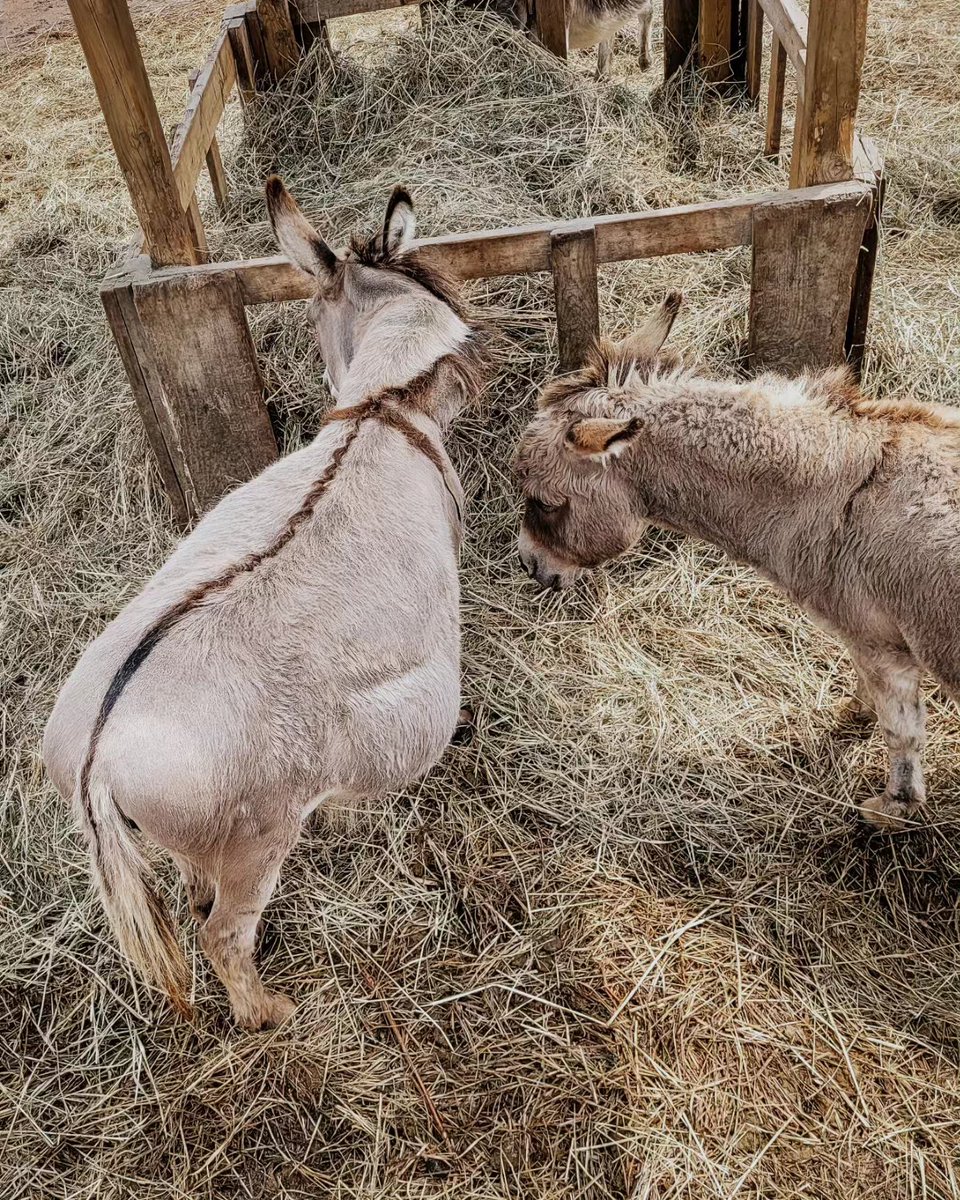 While at the Donkey Sanctuary, we learned this very cool tidbit about the donkeys cross! And sure enough, they each have one. This is one thing I will be sharing with my students for years to come! #ibelieveincatholiced #donkeyscross #teacherlife #catholicschoolteacher
