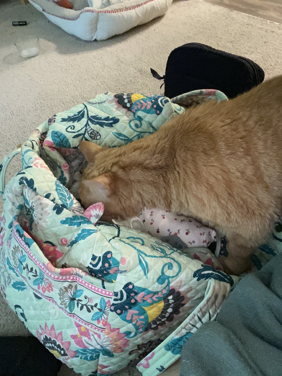 kittygi51187082's tweet photo. saving room for me mom? https://t.co/nIYOtHrX6m