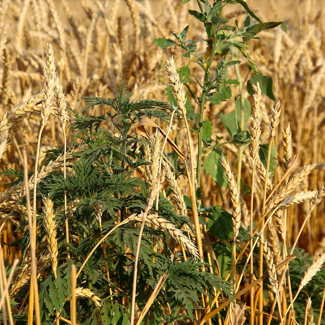 CSU, Chico Center for Regenerative Agriculture on Twitter "Weeds can