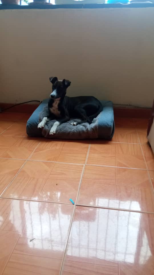 yaracalcagno's tweet photo. Difundo  En adopción responsable cachorro rescatado de ser atropellado. Es un mestizo mediano a pequeño (9kg) en Guatire. Contacto: 04127107261 se entrega castrado, desparasitado y con sus vacunas. Tiene su dosis de nexgard, 1 año aprox. https://t.co/j9ZYsEYBmx