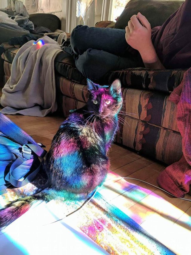 WeAssessCats's tweet photo. https://t.co/36mGzhsPGs
