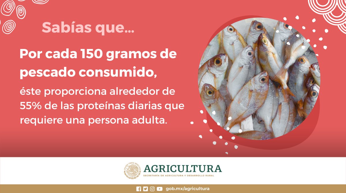 Agricultura_mex's tweet photo. El pescado es un alimento que posee proteínas de alto valor biológico o “completas”, es decir contienen todos los aminoácidos esenciales, vitaminas A y D, minerales y ácidos grasos.

Conoce la receta de ceviche de pescado: https://t.co/BRUz53kNmX
#ElCampoOrgulloDeMéxico https://t.co/cLqKFefMjp