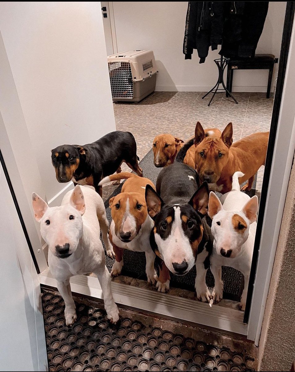 btbrasilia's tweet photo. Olha essa turma 😍
Crédito: darioszka.bull
#bullterrier #bullterrierworld #bullterrierpics #bullterrierpuppy #proudbullterriers #bullterrierstandard #bullterrierbrasil #englishbullterrier #thebullterrierclub #bullterrierminiature #minibullterrier #bullterrierbrasilia #minibull https://t.co/XqDAU3nnj8