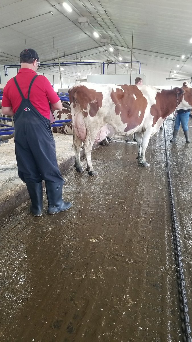 MScottMacDonald's tweet photo. Loyola Alakazam now EX &amp; due December to Warrior. Schilldale Dstry Tinsel now EX-91-5E https://t.co/W6PyOIpO03