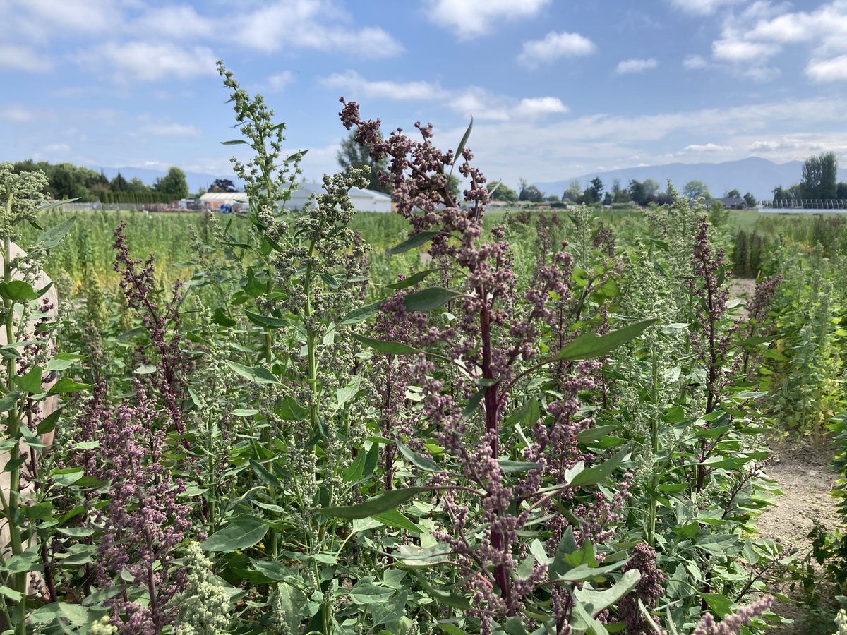 Beautiful day to be out in the quinoa. <a href="/SeedSystemsLab/">Sustainable Seed Sys</a> <a href="/soiltosociety/">Soil to Society</a>