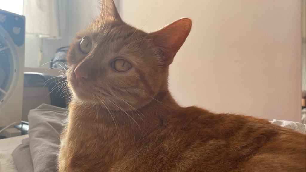 asintotiica's tweet photo. #marules #marulesteamo #marulesteam #marulescat #catlove #gato #petmarules https://t.co/wSPme3rR1r