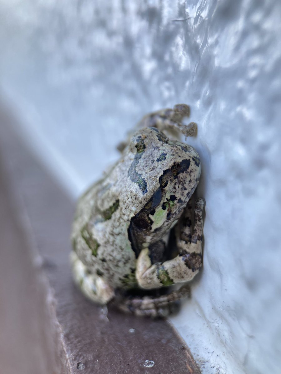 norio_nomura's tweet image. #隻眼の雨蛙 #oneeyedfrog #ニホンアマガエル #日本雨蛙 #hylajaponica #JapaneseTreeFrog #🐸 #蛙 #frog #7x #macro #olloclip @ 弥厚公園
