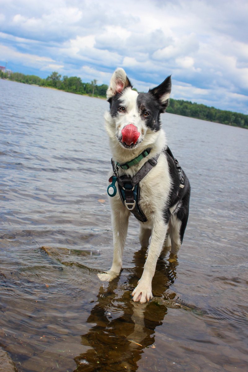 bocooreo's tweet photo. While I still don’t like to be in water, the river does taste delicious 😋 

@bocooreo #oreobw #bordercolliesoftwitter #bordercollie #dogsoftwitter #puppy #oreo #ottawadogs #adventure #ottawariver #rockcliffe #doghike https://t.co/YXBUbclnH8