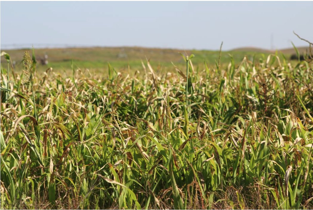 UNLBeef's tweet image. Given the drought conditions in some locations this year, producers may wonder how to handle the annual forages that may be high in nitrates. More info in this article by @CattleNerd 
#drought #grazing #haying #cattle #annualforage #silage

ow.ly/uqPm50Pinvn
