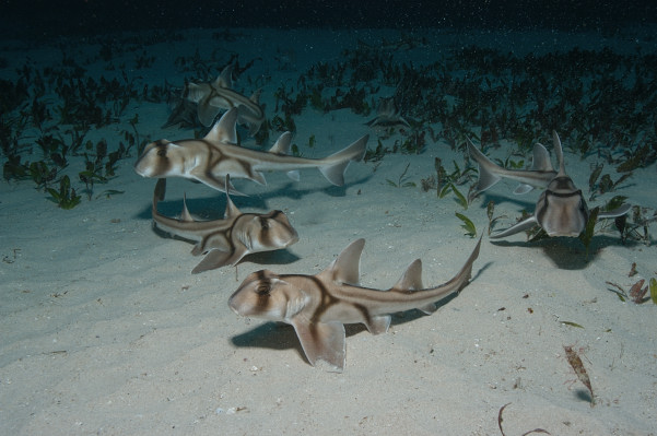 Jim Wharton, PhD (he/him) tweet media