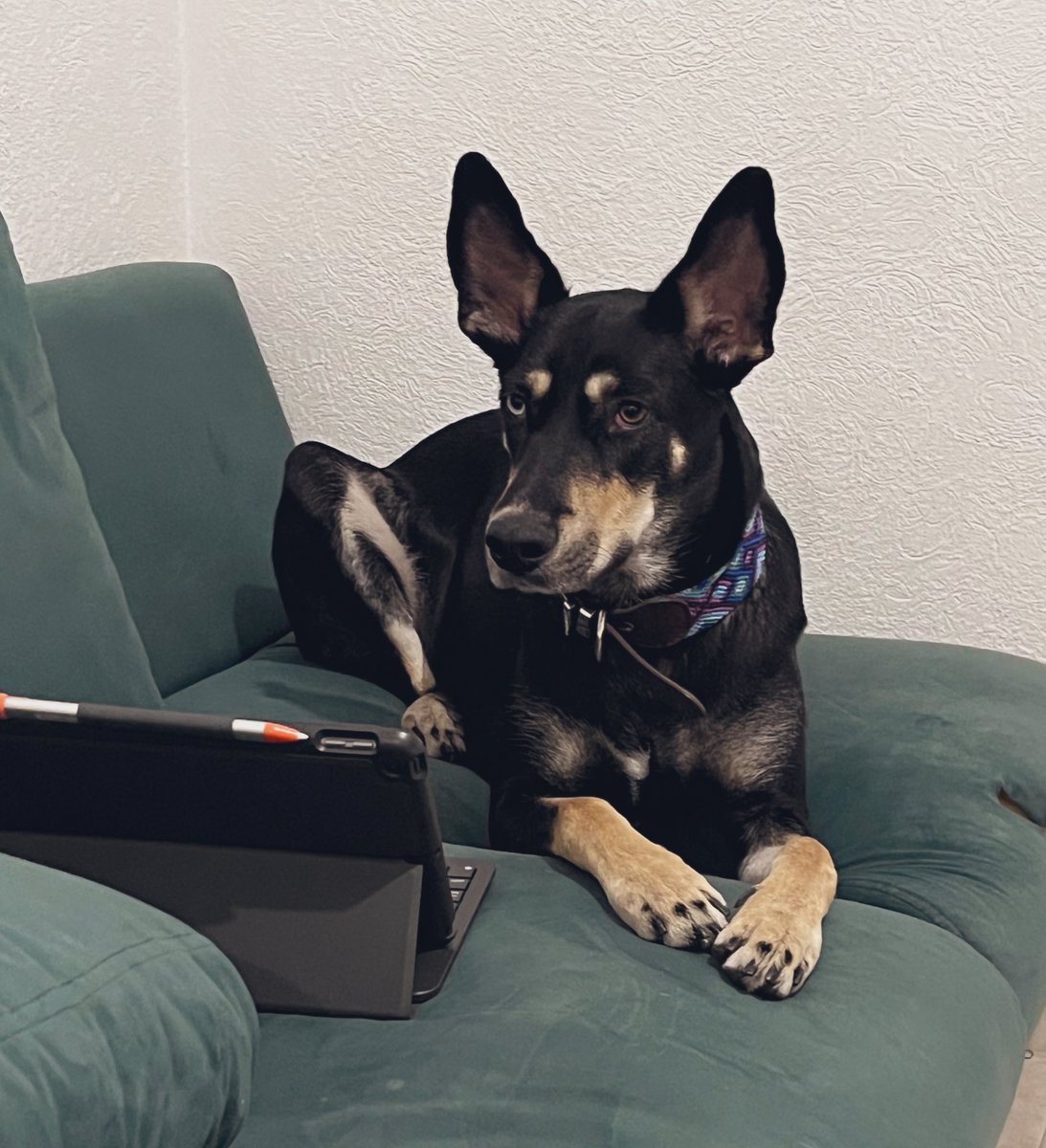 Ceniza ayuda: presupuesto para mantener un perro=mate. Perros en la poesía=lectura y redacción. ¿En qué me parezco a mi perro?= fisiología-biología. Perros famosos=historia. Go on!!!