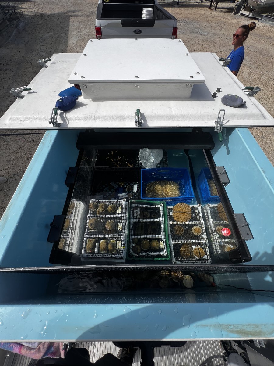 coralcrf's tweet image. In this week's #FridayFieldUpdate, unprecedented ocean temps are putting our corals at risk. We're rescuing as many as we can and today moved boulder, pillar, and star corals to safety at Keys Marine Lab. Next week, staghorn and elkhorn corals. Stay tuned. #ClimateCrisis