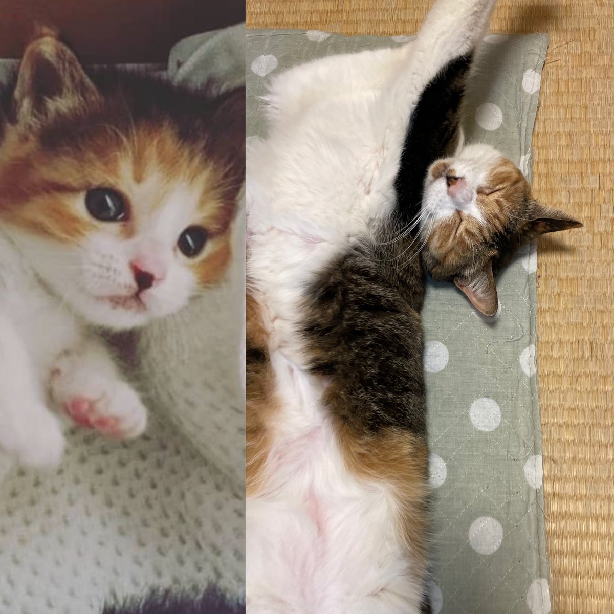 catex09's tweet photo. 左は、赤ちゃんの時の三毛猫ロロちゃん☺️ぬいぐるみみたいで可愛いー！

右は、現在の三毛猫ロロちゃん☺️これもまた可愛いー！

#みけねこ #ねこ #かわいい動物 #赤ちゃん #ほごねこ #cat https://t.co/Xtd82zFJuY
