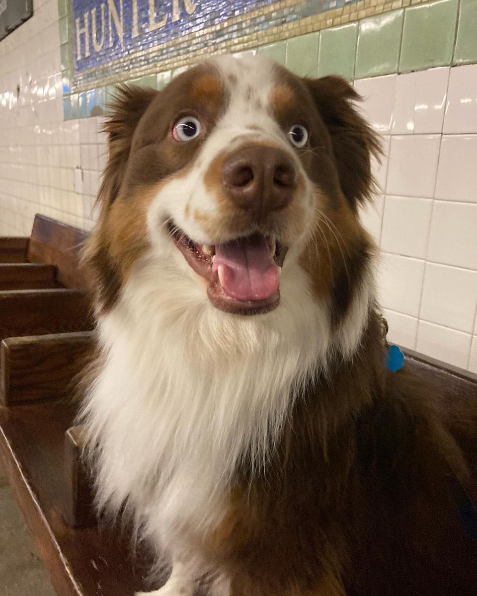 New adventures today. Subway 🚇 and Bryant park#doggy #cutedogs #puppylife #lovedogs #rescuedog #animals #instagramdogs #puppygram #instagood
#hundeliebe #instapuppy #dogmodel
#feature #hund #labrador #rescuedogsofinstagram #pup #goldenretriever #chihuahua #animal #picoftheday