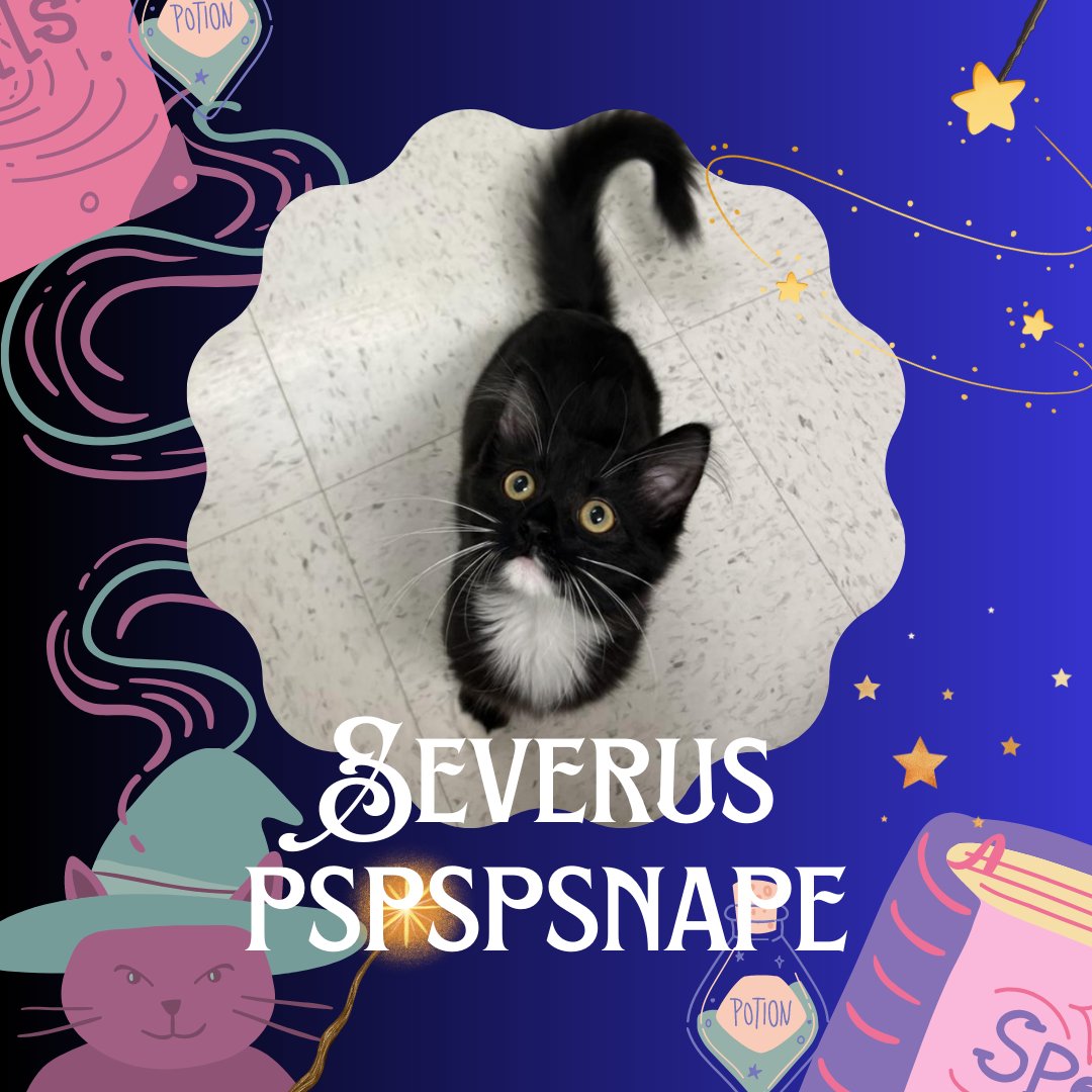 This Feature Friday, we would like to feature the extraordinary Severus Pspspsnape!
Severus is an energetic little four and a half month old kitten, who instantly brought magic into our lives after arriving at the shelter in the beginning of July!
Call the shelter for more info!