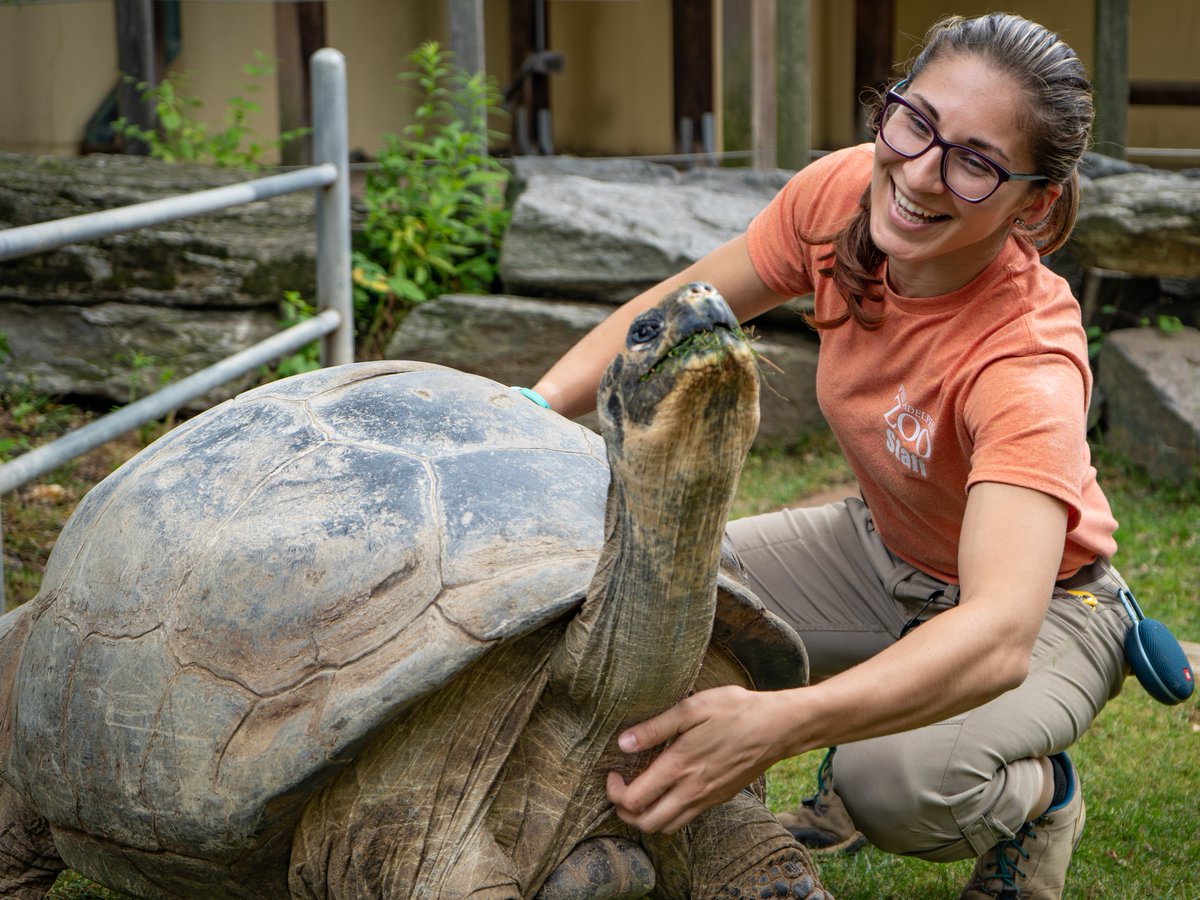 phillyzoo's tweet photo. Happy #NationalZooKeeperWeek! Yvette enjoys working with all animals, but the giant tortoises are some of her favorite personalities: "Galapagos tortoises Mommy, Little Girl and Abrazzo are very food motivated, and are much faster than you think they are if food is involved!" 🐢 https://t.co/0bDgV5vYJO