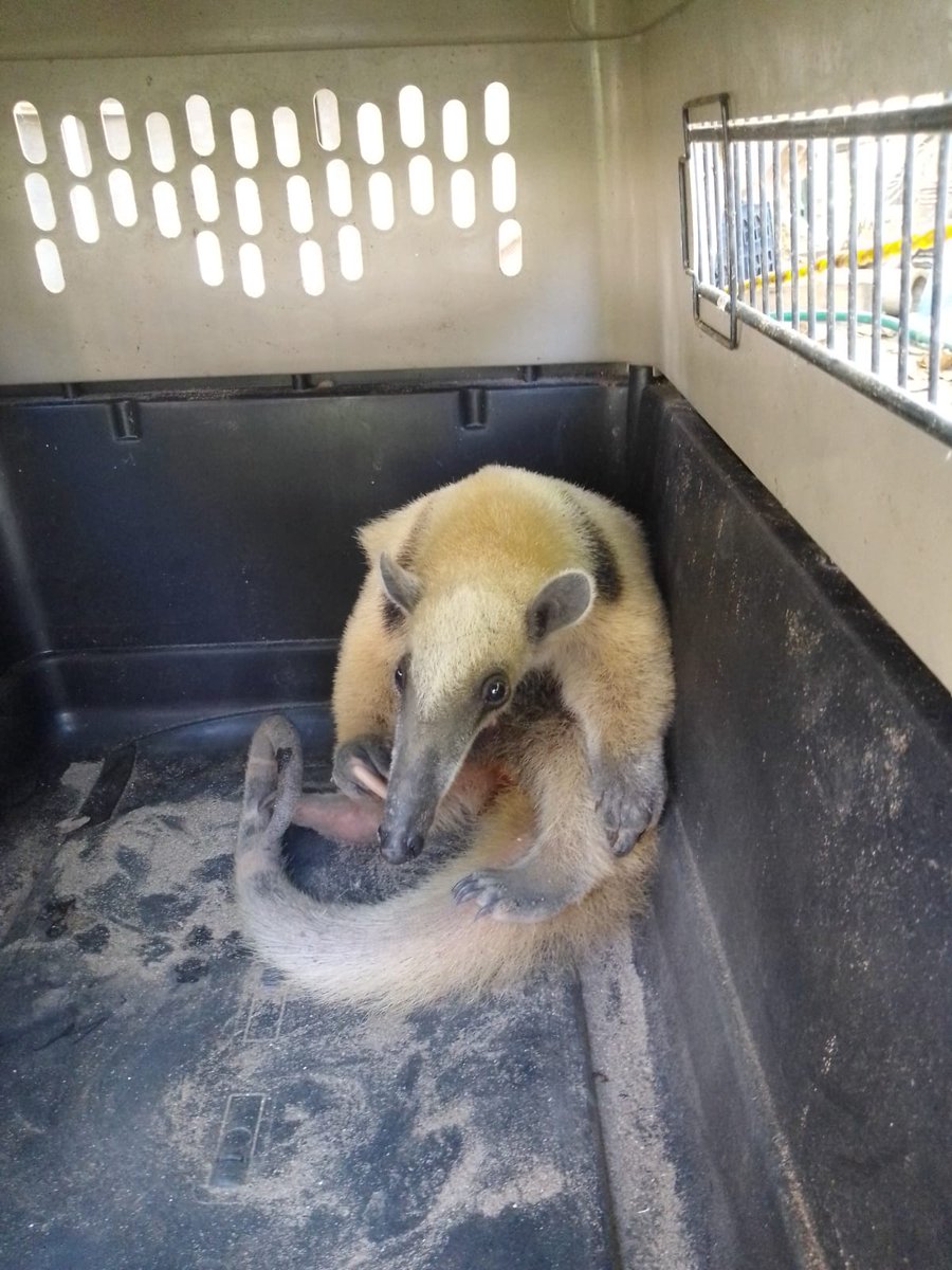 PROFEPA_Mx's tweet image. 🔍🐾La #ProfepaEnVeracruz, en coordinación con un #CVAP, rescató un oso hormiguero (Tamandua mexicana) que era perseguido por perros.

⚕️🏞️Una vez que se aseguró el buen estado de salud del ejemplar, fue reintegrado al medio natural.