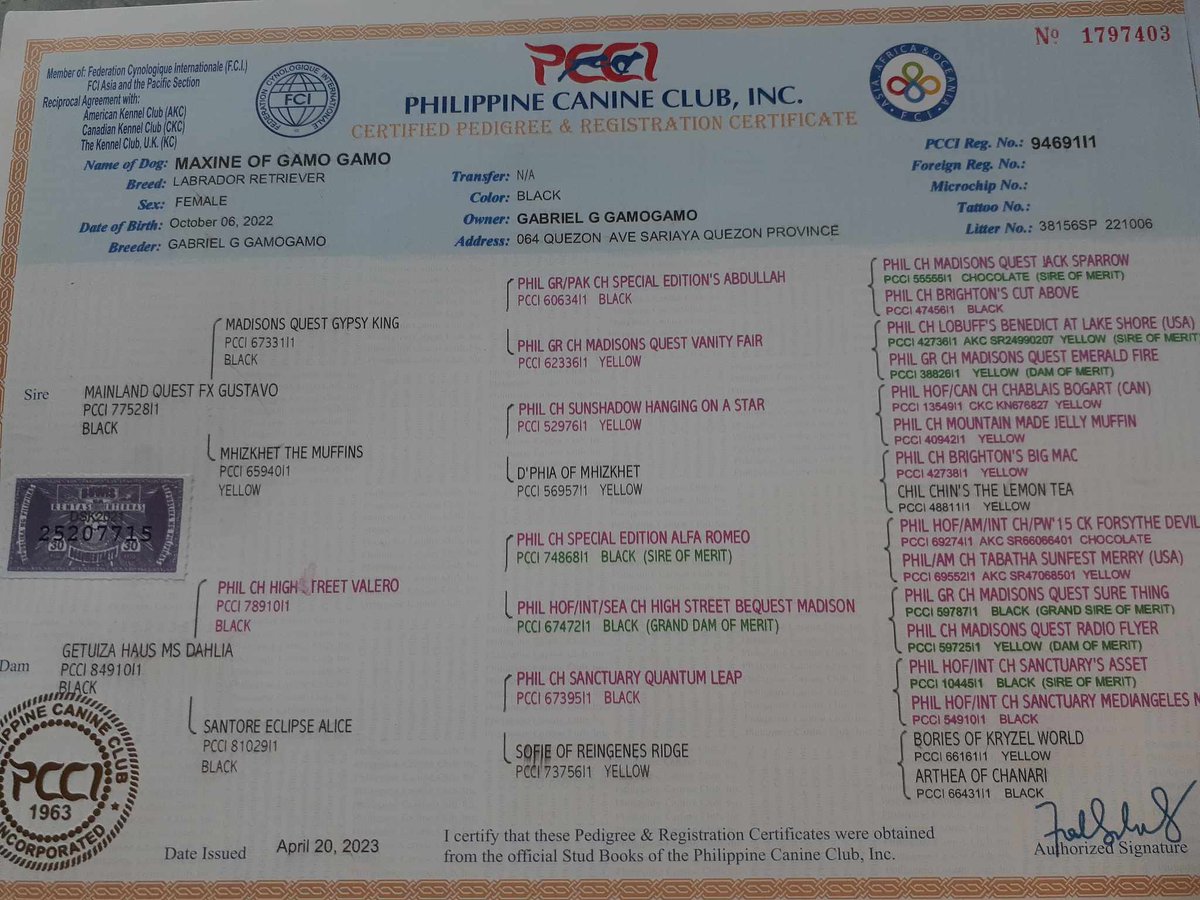 tapsitorby's tweet photo. FS : Pure Female Labrador
Viber +639192401155 https://t.co/norVwV1MOm