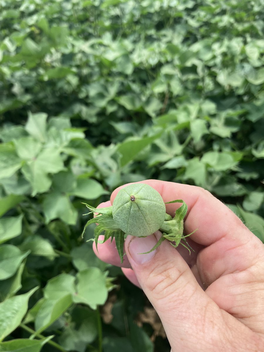 2nd 6 loc boll in two weeks