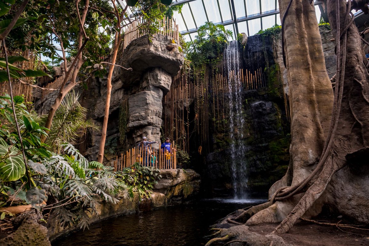 🎶Welcome (back) to the (Lied) Jungle!🎶
We are happy to announce that the Lied Jungle is officially fully reopen! Guests now have daily access to the upper level-level portion beginning at 9 a.m. and the lower level at 9:30 a.m., until 4 p.m. omahazoo.com/inthenews