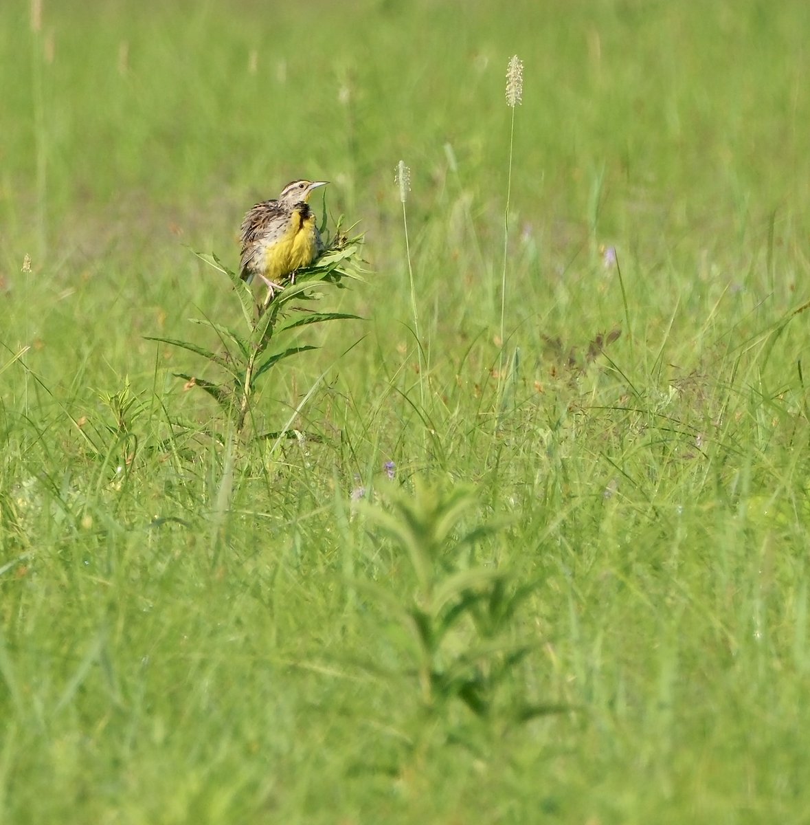 RoppityPhotos's tweet photo. Finally, you get birds. #Eastern #Meadowlark #Phoebe #BlueBird #Chestnut #Sided #Warbler #TwitterNatureCommunity #Birds #Photography
#Good #Night #Everyone
If my friend Sara likes any of my tweets from tonight I will forgive her for blabbing my secret. 🤔 https://t.co/e7wBMolRcW