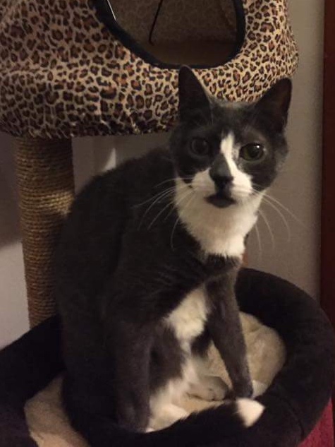 HealingPurrsPawty (RIP 🌈 all Angels ❤️) tweet media