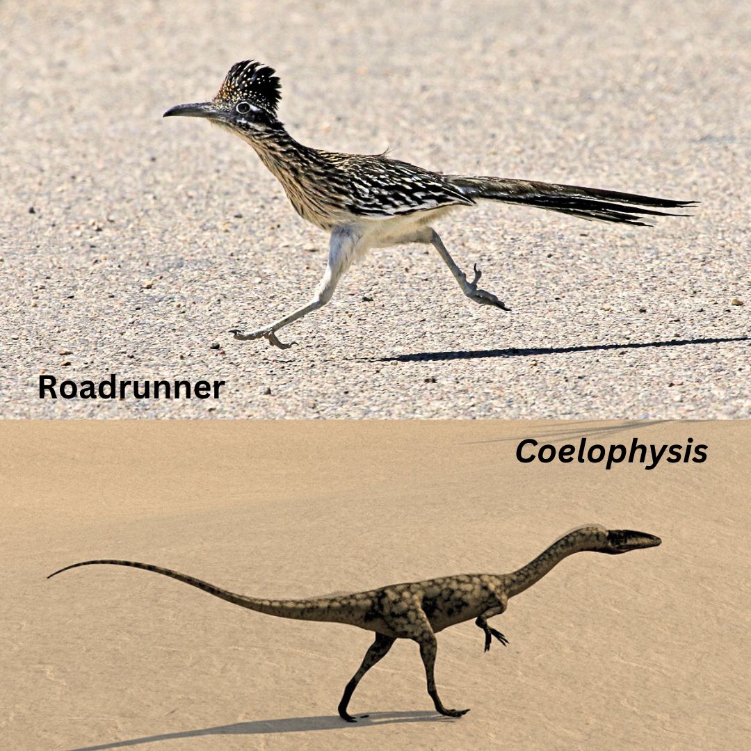 My upcoming release THE CANARY takes place in 1899. H/h are on the hunt for 𝑪𝒐𝒆𝒍𝒐𝒑𝒉𝒚𝒔𝒊𝒔 fossils to prove birds descended from theropods like 𝑻. 𝒓𝒆𝒙.

Don't miss adventure and romance in the Painted Desert.

#HistoricalWesternRomance #paleontology #romancebooks