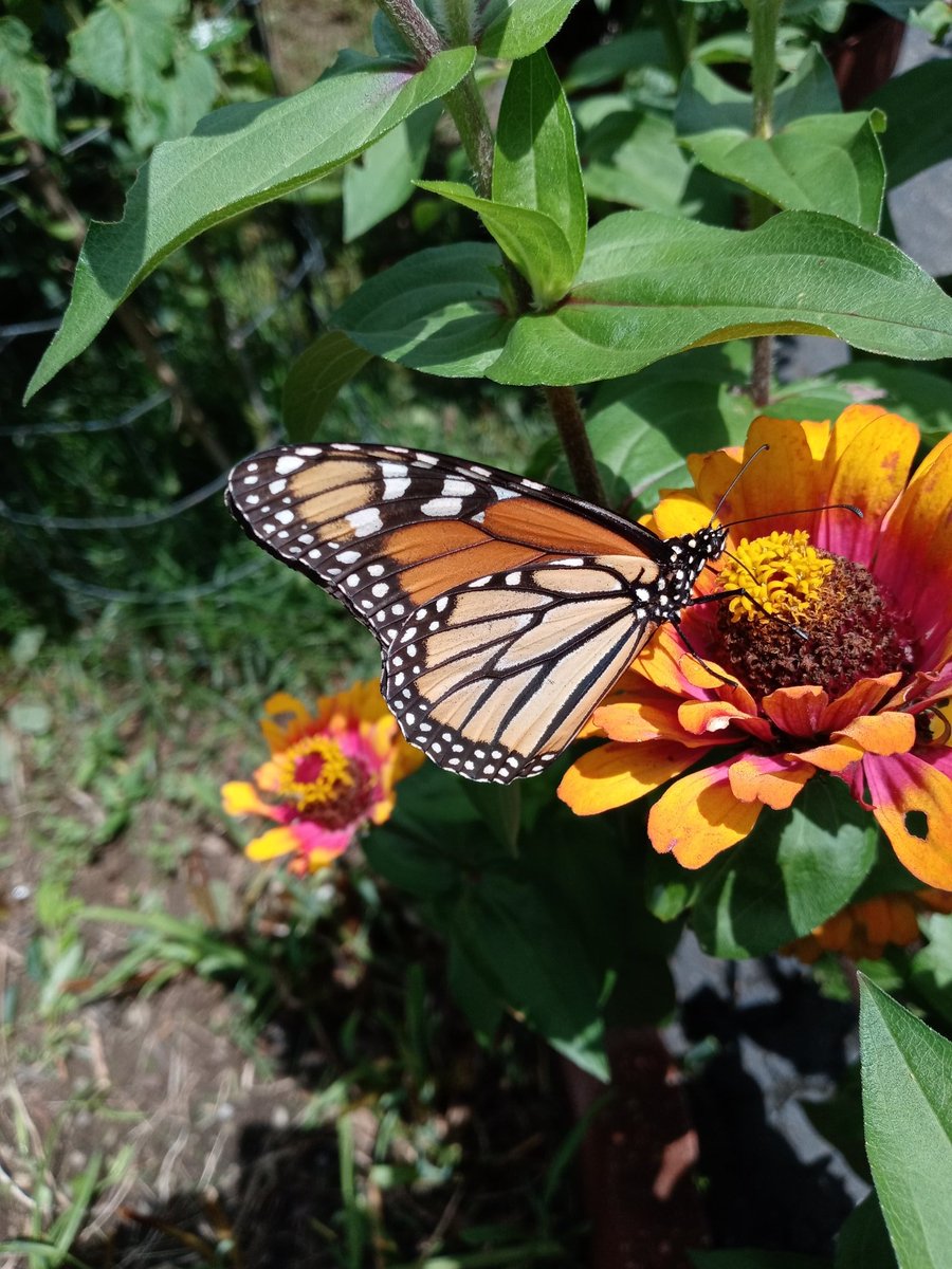 devastation79's tweet photo. #buttetfly &amp; #moth on plants in the #drivewaygarden earlier today! https://t.co/mm6fmg2sMZ