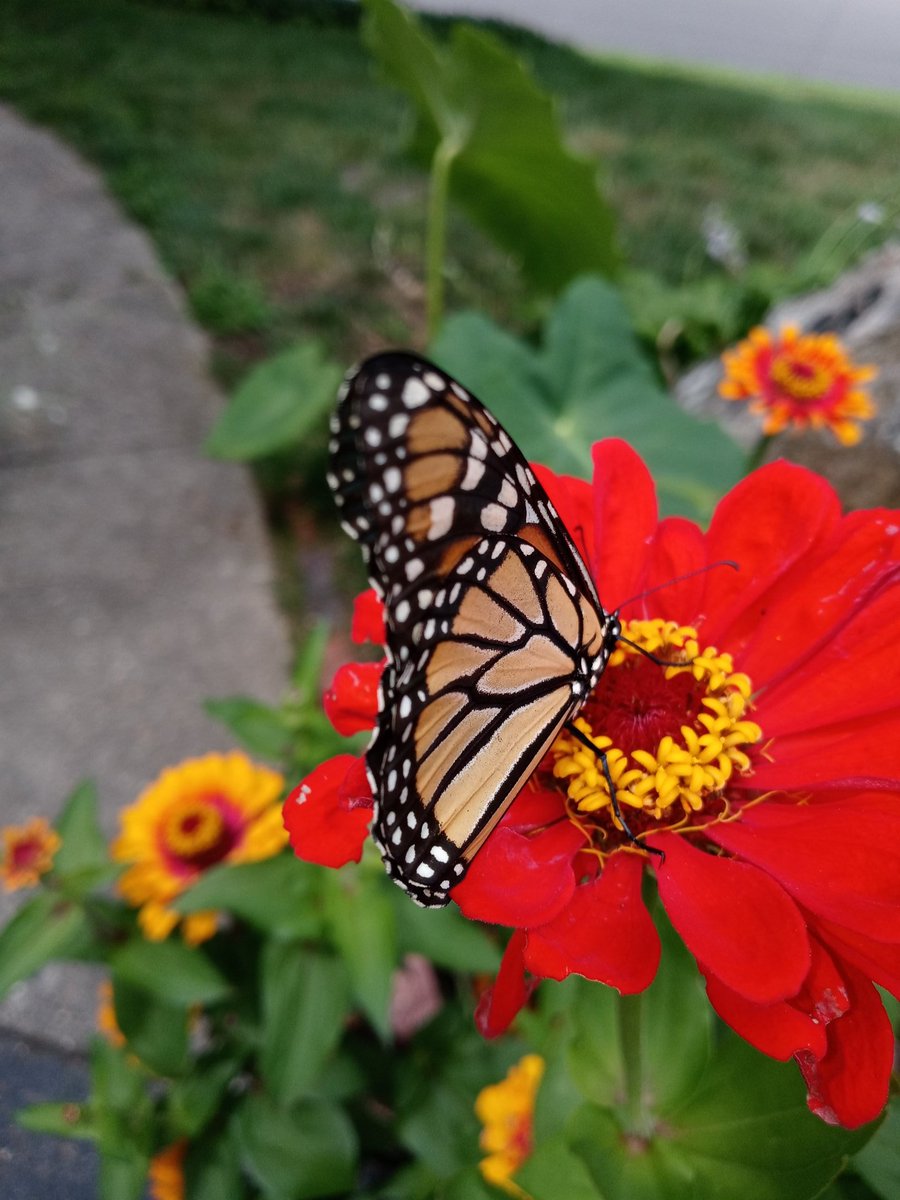 devastation79's tweet photo. #buttetfly &amp; #moth on plants in the #drivewaygarden earlier today! https://t.co/mm6fmg2sMZ