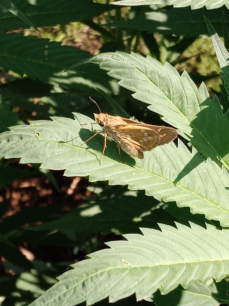 devastation79's tweet photo. #buttetfly &amp; #moth on plants in the #drivewaygarden earlier today! https://t.co/mm6fmg2sMZ