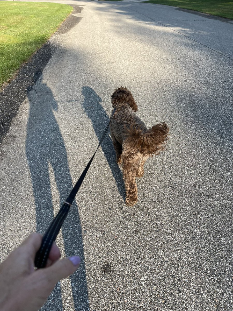 karrie_joy's tweet photo. Friday day off - 4 mile road run with Tucker (tomorrow trails), then we sat in the sun waiting for deer to appear, and lots of boring laundry. But today was a good day! 😊
#sunnysummerdays #tucker #boringisgood https://t.co/2SGfpoDSKi