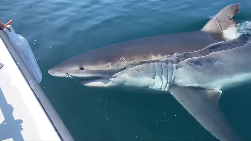 Eye-to-eye contact with great white #shark was 'just incredible,' #GrandManan man says CBC.ca/1.6913819 #NB
