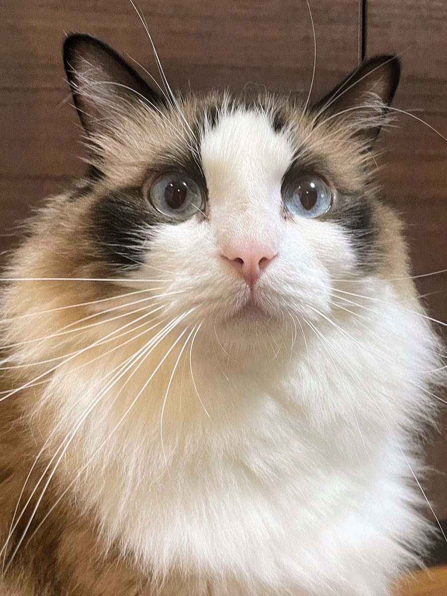 息子がお友達のお家に泊まりにいってるので、遊び相手がいなくて困惑気味😅

＃猫 ＃ラグドール
#土アップ祭
#猫イケメングランプリ