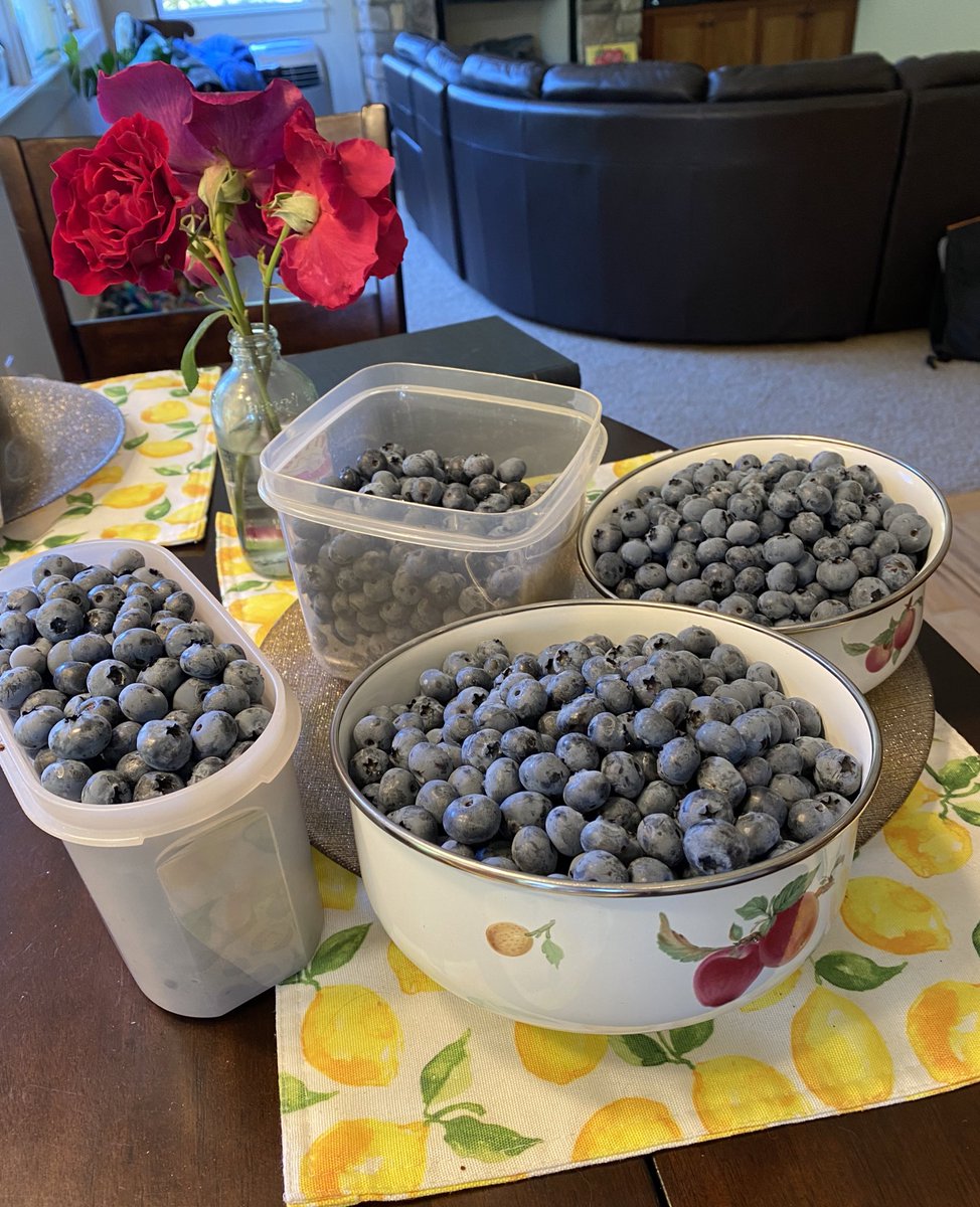 jackefox's tweet photo. First Fruits 🫐
Harvested 10lbs of blueberries today, and had a chat with the bunny and birds who weren’t too happy with me invading “their” space 😅 
The bushes have really come a long way in a month, and now we’re reaping the rewards 😋 #minifarming #blueberries #summer https://t.co/ESYT2KOEcH