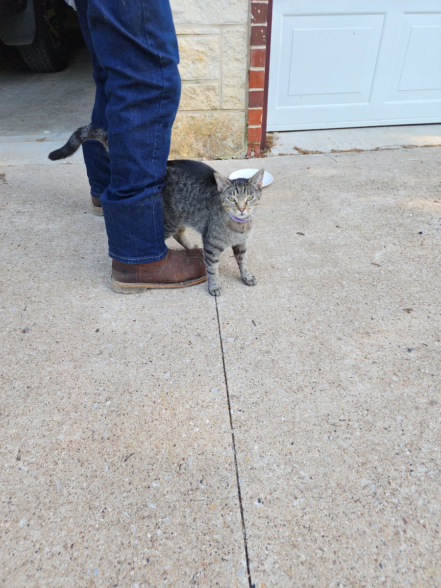marysheirlooms's tweet image. The dumped/abandoned cat that showed up starving a week ago has adopted my husband #outsidecat #feedingstrays #cats