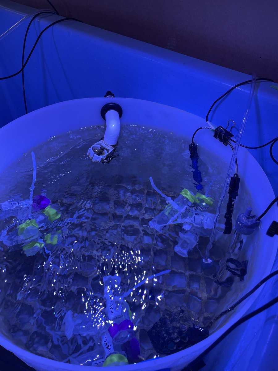 SyrenaWhitner's tweet photo. PROUD MENTOR MOMENT!! 
This crew has been working their tails off the last month on an experiment investigating the impacts of ocean acidification and warming on rates of fungal parasitism on marine phytoplankton here in Hawai’i. Unreal dedication, effort, and love, so proud🥲 https://t.co/NCESeqkJTN