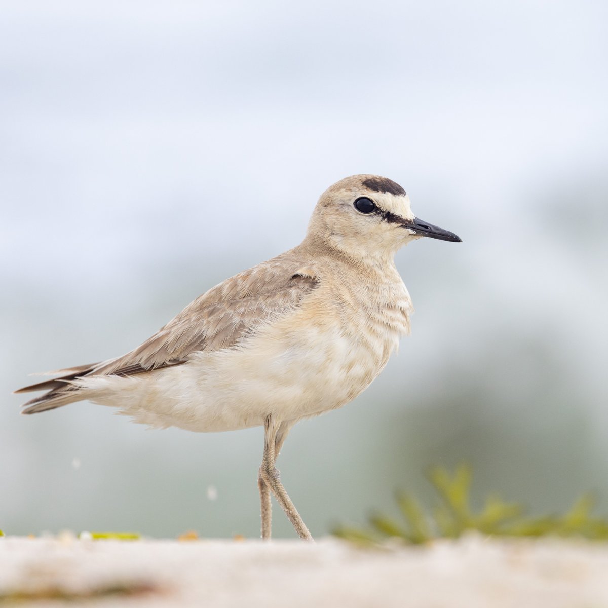 Incredible experience on Cape Cod today with Massachusetts' first Mountain Plover in 107 years.
