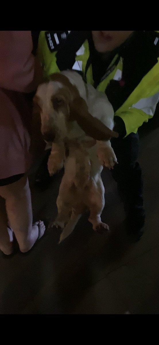 Guys I’m very drunk but when I’m very sober I can explain. 

I just saw a dog being arrested.
