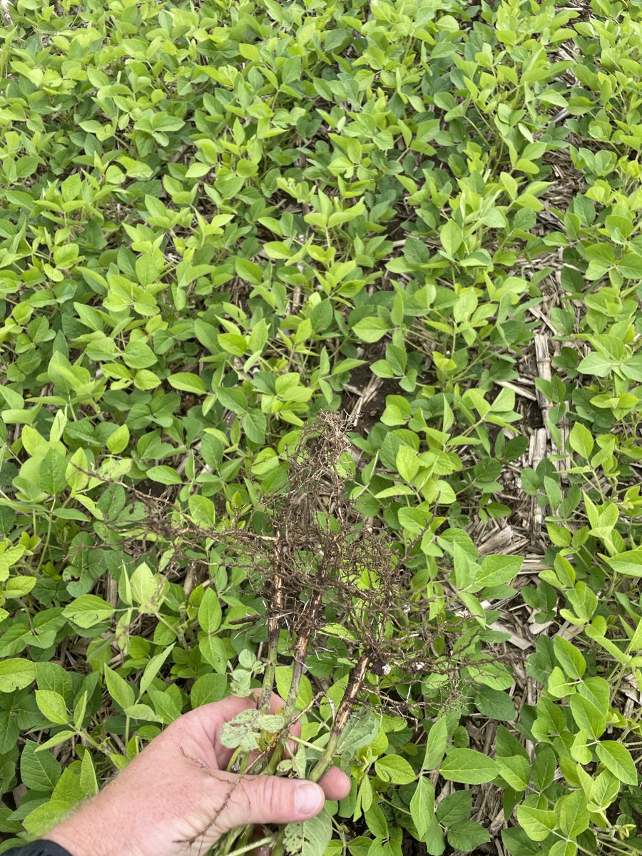 Scott Cressman tweet media