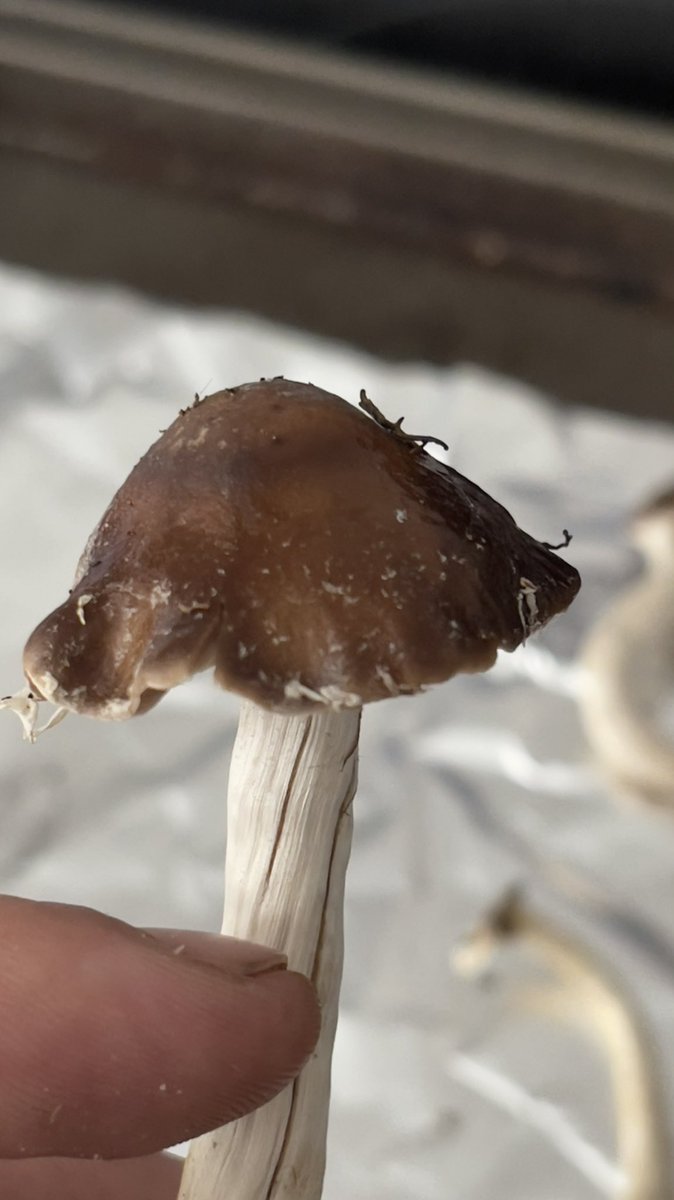 Friend near Providence sent these asking for ID help. Found growing in moist soil underneath an unfinished part of their house. Ideas? #mushroom #mushroomtwitter
